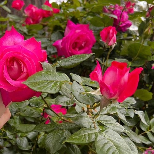 Мадина, 12 августа 2025